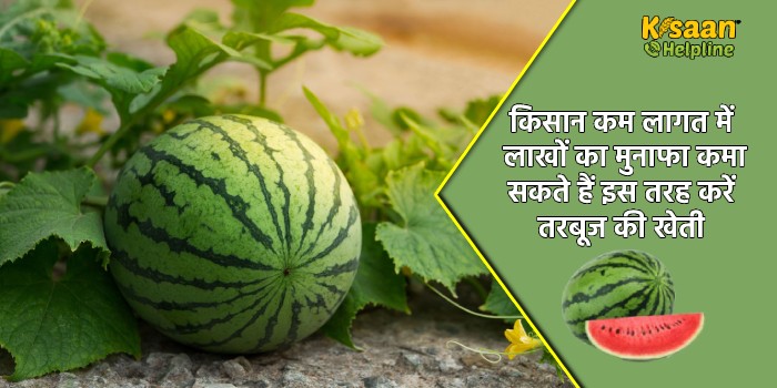 किसान कम लागत में लाखों का मुनाफा कमा सकते हैं इस तरह करें तरबूज की खेती